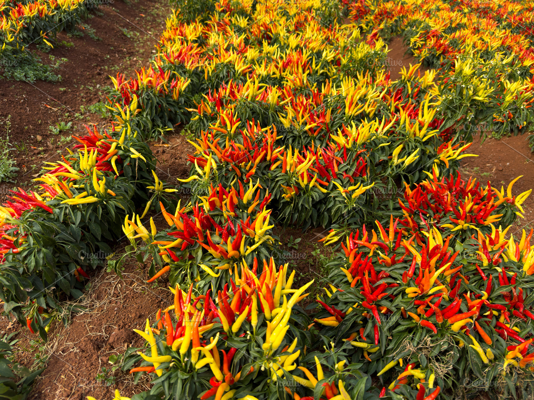 Red And Yellow Chili Plants, a Nature Photo by THP Creative