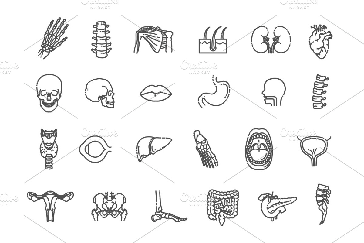 Human Internal Organs, a Healthcare Illustration by Tettygreen (Photo 3 of 3)