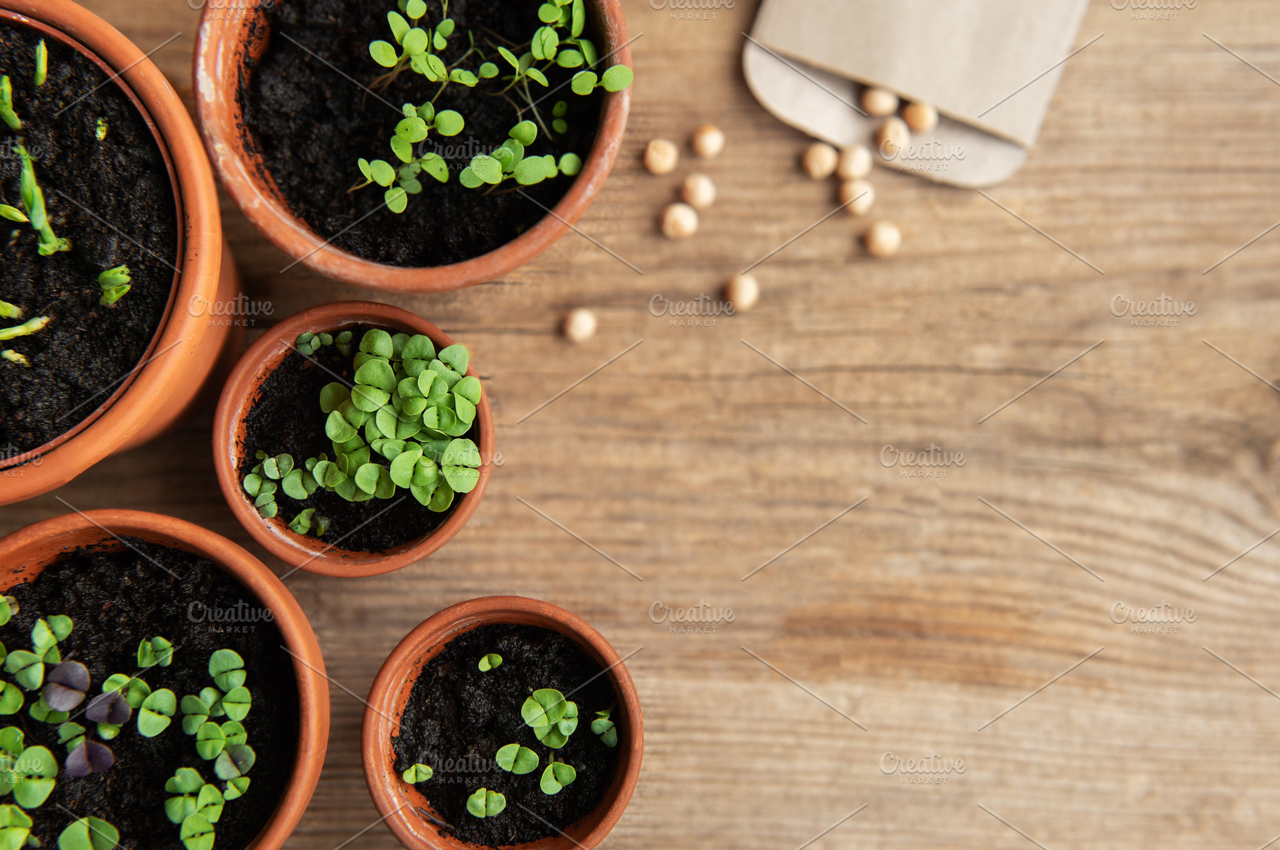 Pots with various vegetables seedlings., a Food & Drink Photo by Olena Rudo
