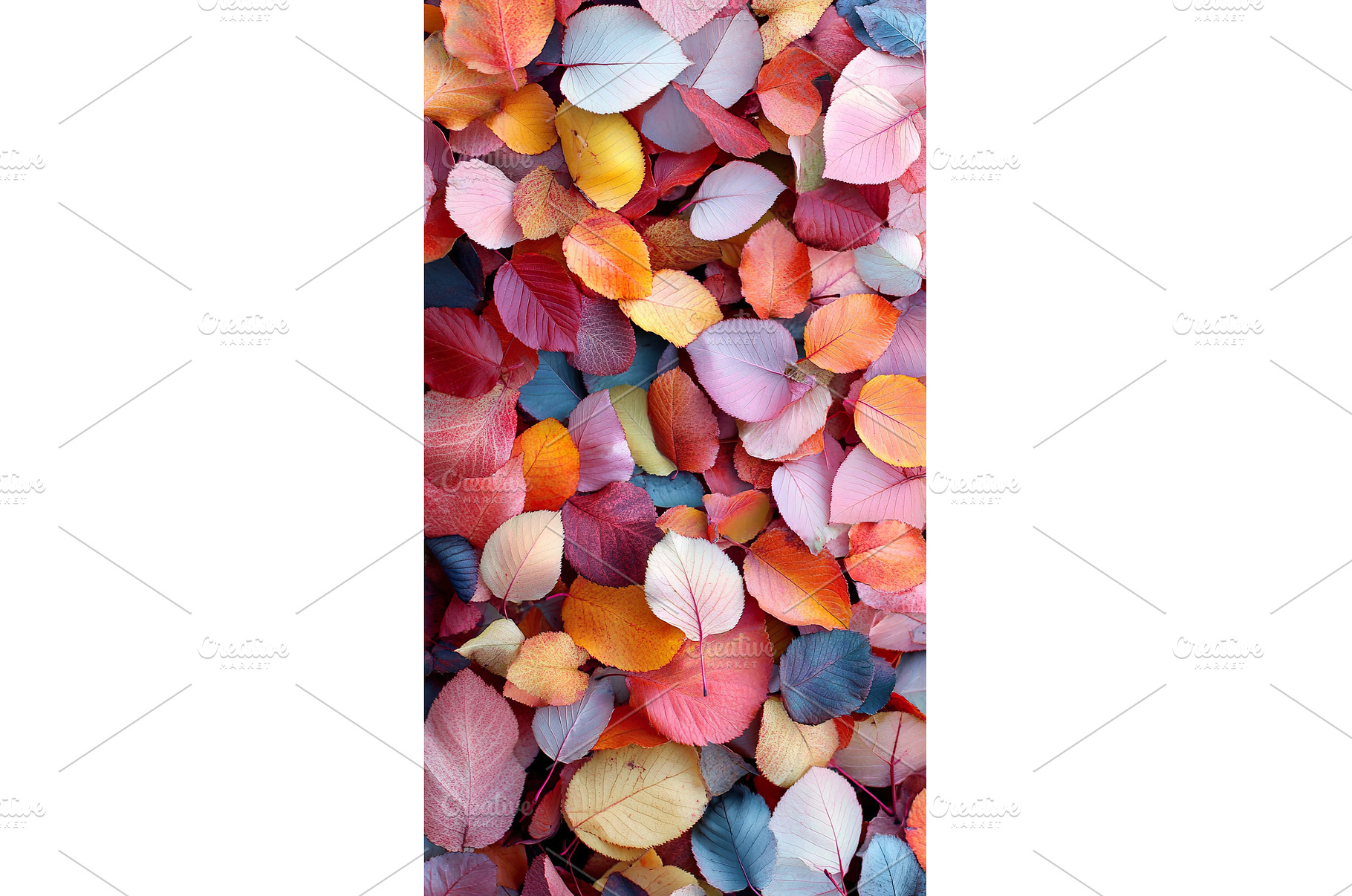 Colorful autumn leaves in vibrant, a Nature Photo by Lermont51