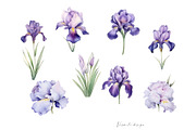 Iris Flowers, a Decorative Illustration by Vasmila (Thumbnail 5 of 9)