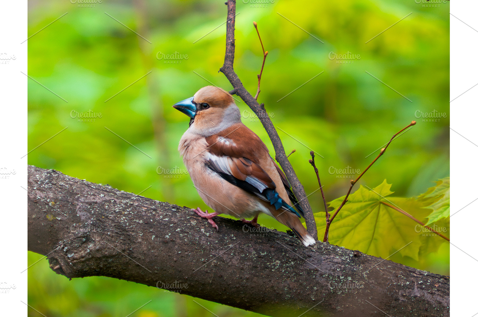The hawfinch or Coccothraustes, an Animal Photo by Fascinadora