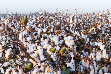 Cotton on the plant ready to be harvested  stock photo containing cotton and