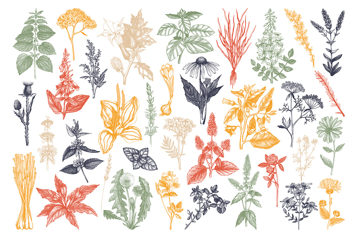 Medicinal Herbs Vector Bundle, a Healthcare Illustration by Yevheniia (Photo 7 of 8)