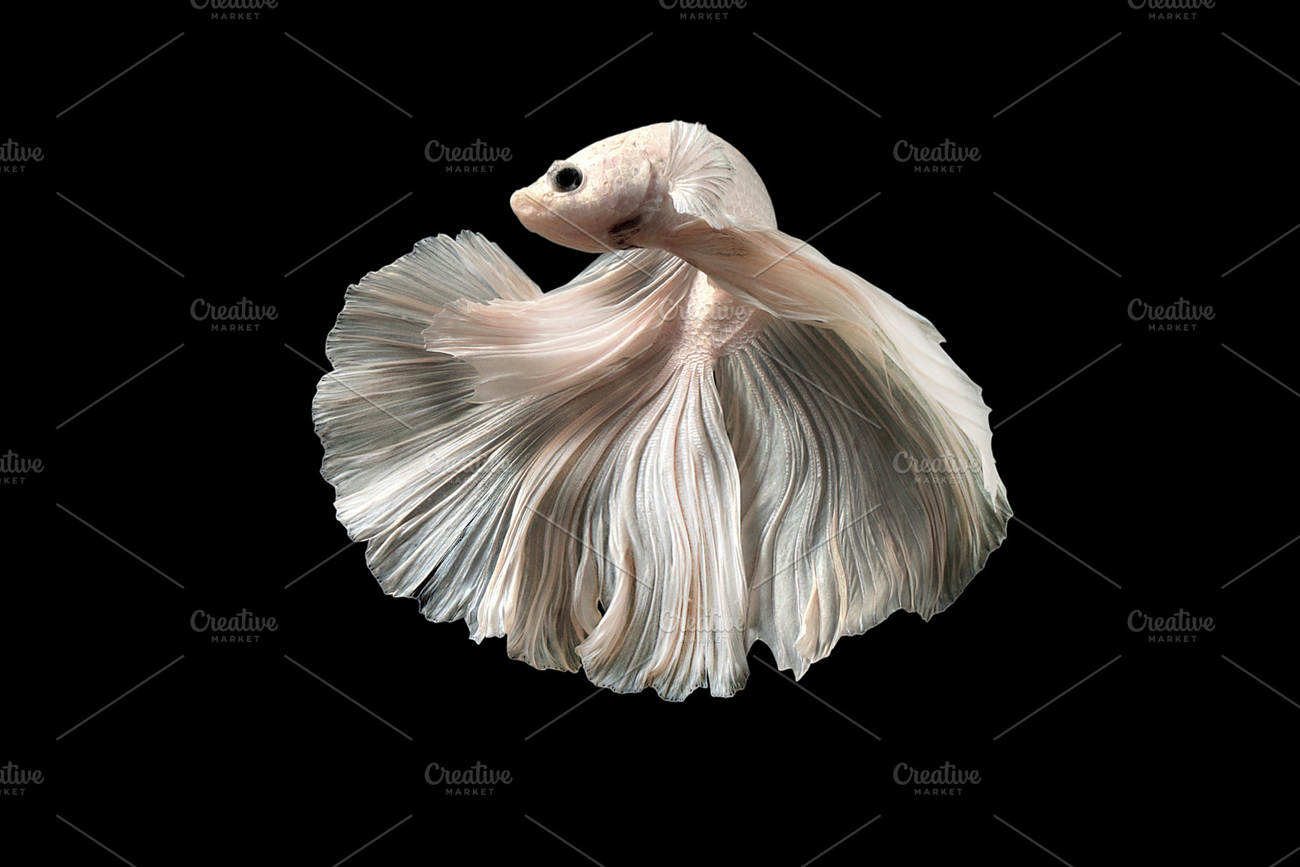 Siamese betta fish containing betta fish, betta, and salamander, an Animal Photo by coffeelover