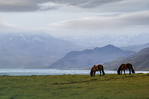 Pair of Icelandic horses graze on West Iceland highlands, Snaefe, a Nature Photo by YuriyB