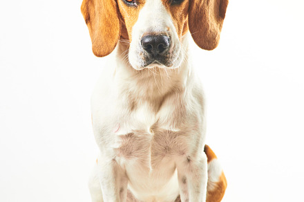 Beagle dog, sitting and looking, an Animal Photo by MadPhotos