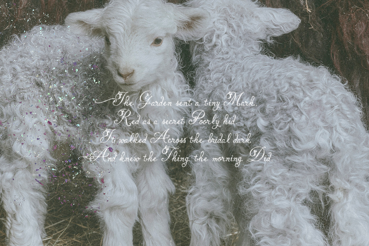 Soft Omen: Delicate Script Font, a Script Font by Mneme (Photo 8 of 9)