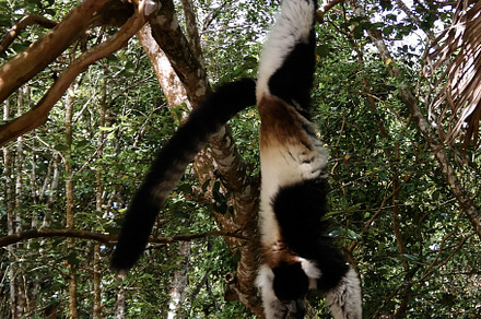 Portrait of hanging black-and-white ruffed lemur aka Varecia variegata or Vari, an Animal Photo by Wild, Wild World