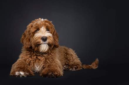 Labradoodle on black background, an Animal Photo by Cat'chy Images by Nynke