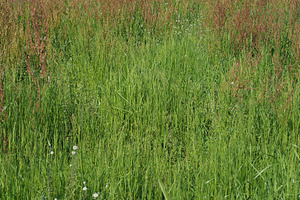sorrel meadow scient. name Rumex acetosa, a Photo by WorldOfPhotos