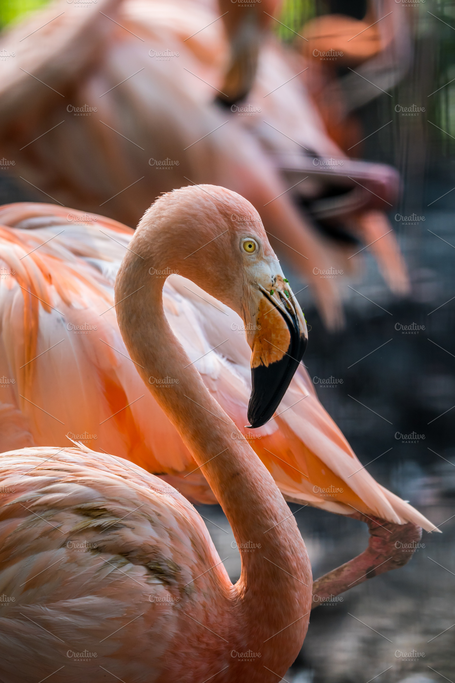 Flamingo birds close up containing africa, animal, and background, an Animal Photo by Pushish Images