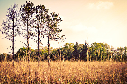 Meadow Fog preview 6