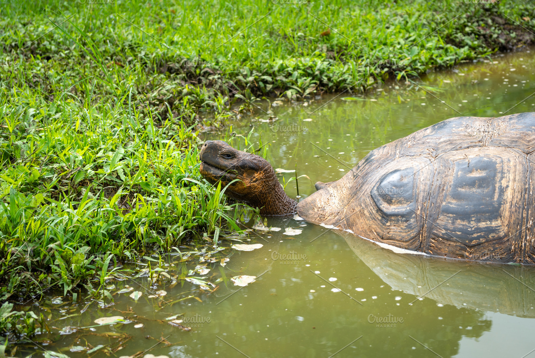 Galapagos giant tortoise in the wetlands of Santa Cruz Island, E, an Animal Photo by GoodGoods