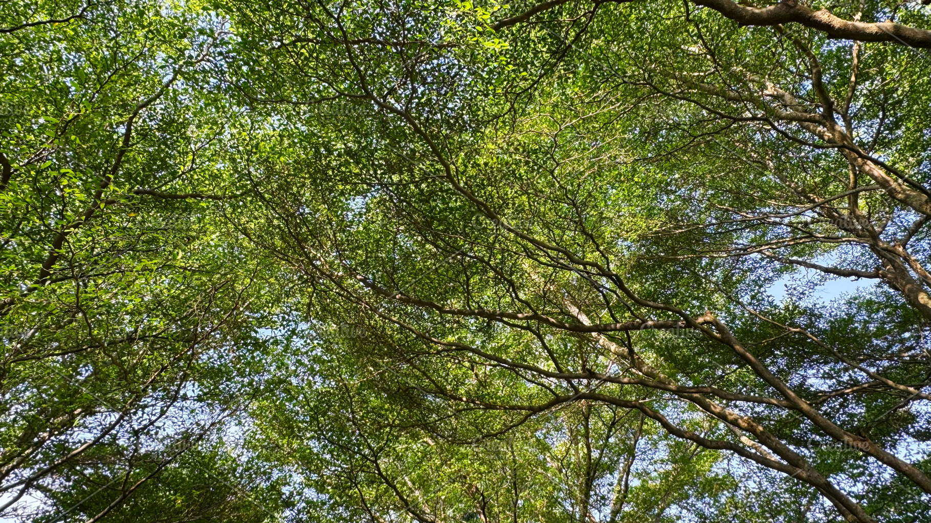 Green leaves in the garden, a Nature Photo by ArtBackground