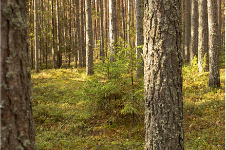 The trunks of pine trees covered, a Nature Photo by Diary of impressions
