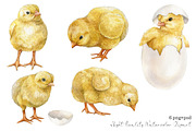 Watercolor easter chicken clipart, an Animal Illustration by yana.fefelova (Thumbnail 2 of 4)