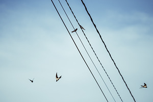 Swallows on wires and in flight, an Animal Photo by SkyNext