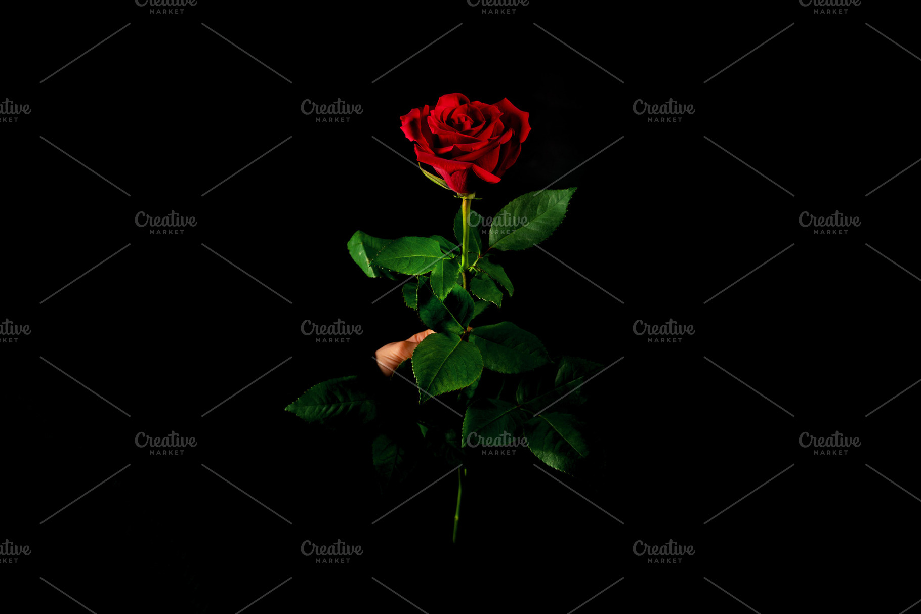 Single red rose held by hand against a black background. Elegant, a Holiday Photo by Ales Munt