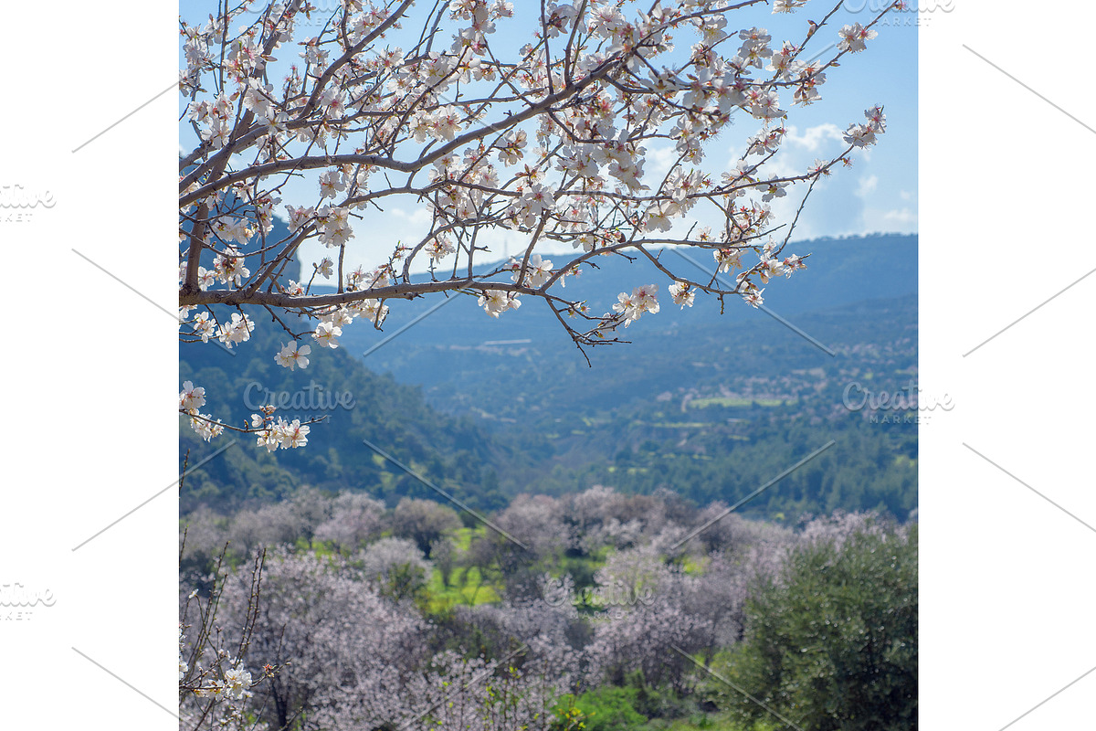 Blossoming almond trees, a Nature Photo by Fruits+Veggies (Photo 13 of 17)