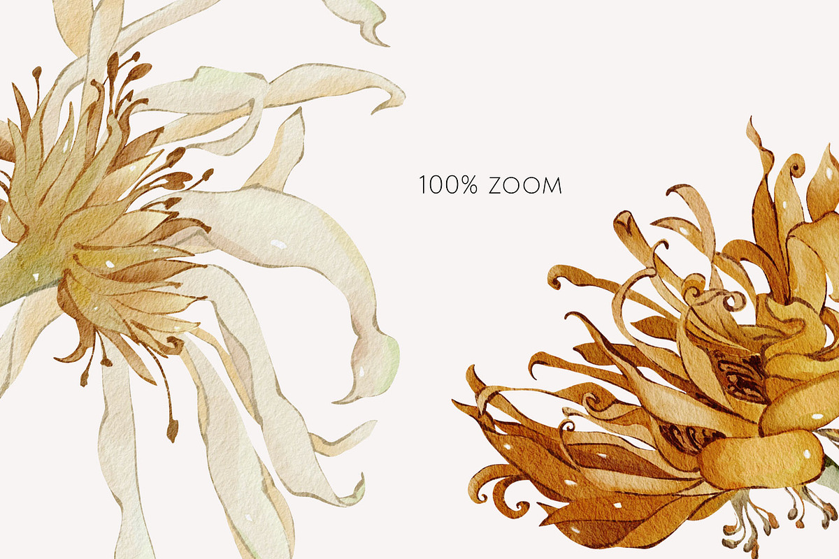 Garden Aesthetic dry flowers, a Decorative Illustration by Yuliia Lashevska (Photo 11 of 14)