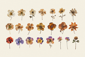 Wilde Flowers Herbarium Collection