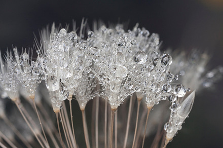 Dew Droplets On Leaf preview 4