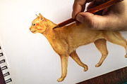 Animal Anatomy Study Pack, an Education Illustration by AnitaPol (Thumbnail 12 of 20)