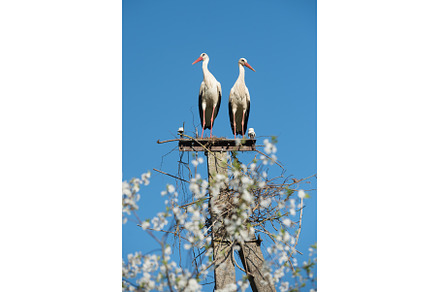 Two white storks in the nest against, an Animal Photo by COLORFUL
