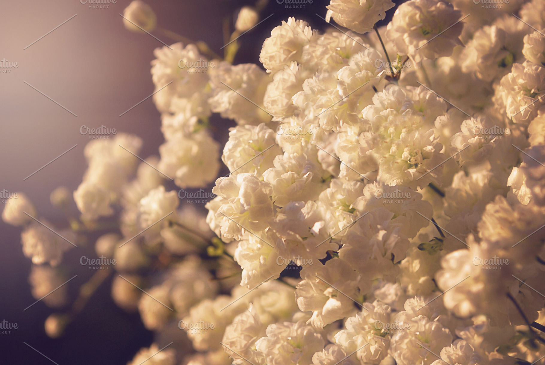 Bunch of Baby's Breath, a Nature Photo by Vanilla Extinction