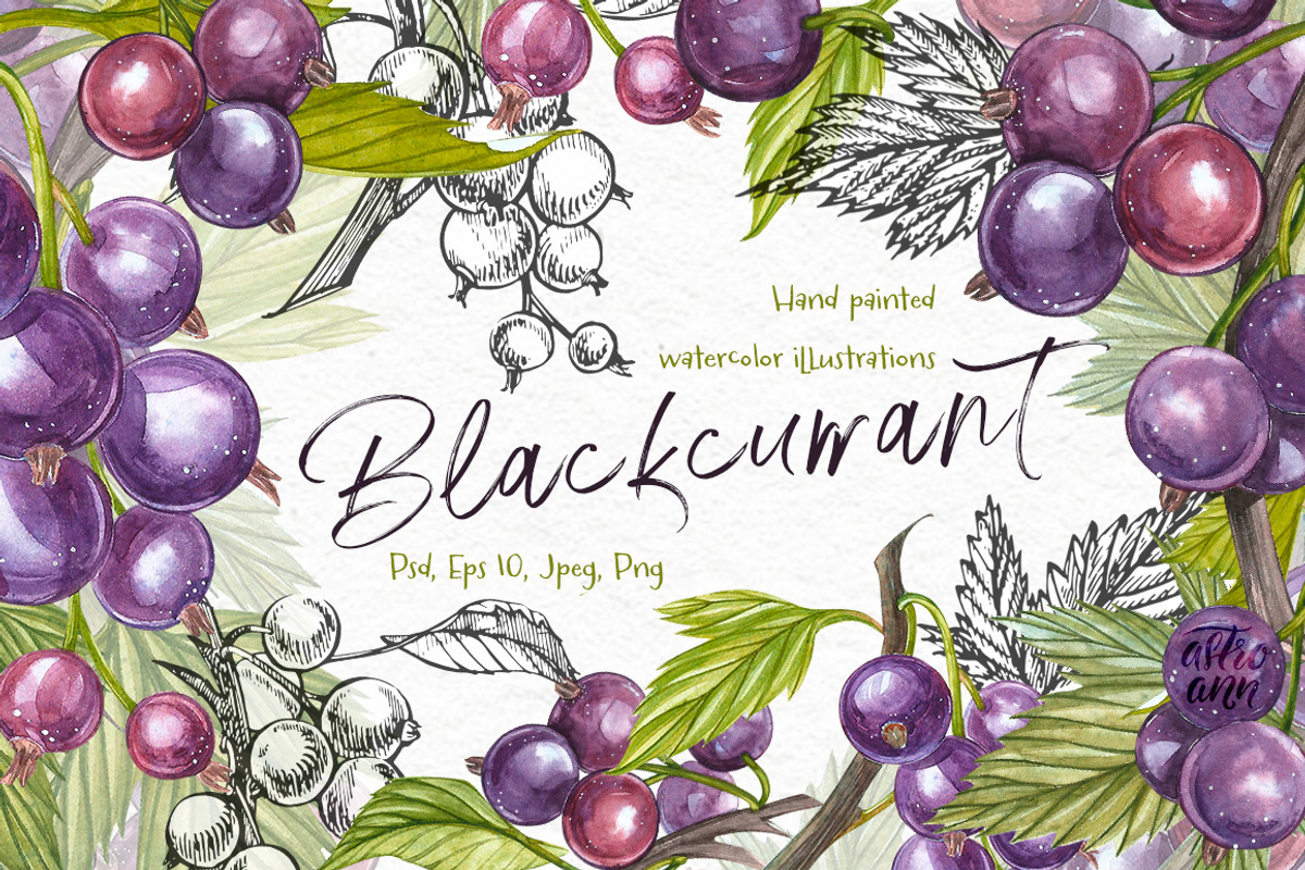 Blackcurrant in botanical style, an Illustration by Ann Astro (Photo 1 of 7)