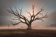 48 Dying Tree Images, a Nature Photo by h.utomo (Thumbnail 21 of 48)