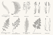 Fern & Grass Line Art Collection, a Decorative Illustration by AW Studios (Thumbnail 7 of 11)