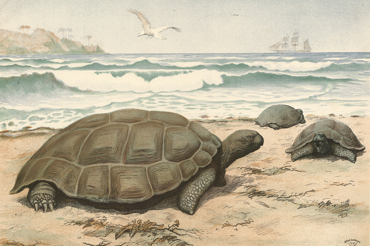 Oluf August Hermansen's Animals, an Animal Illustration by Digital Museum (Photo 9 of 11)