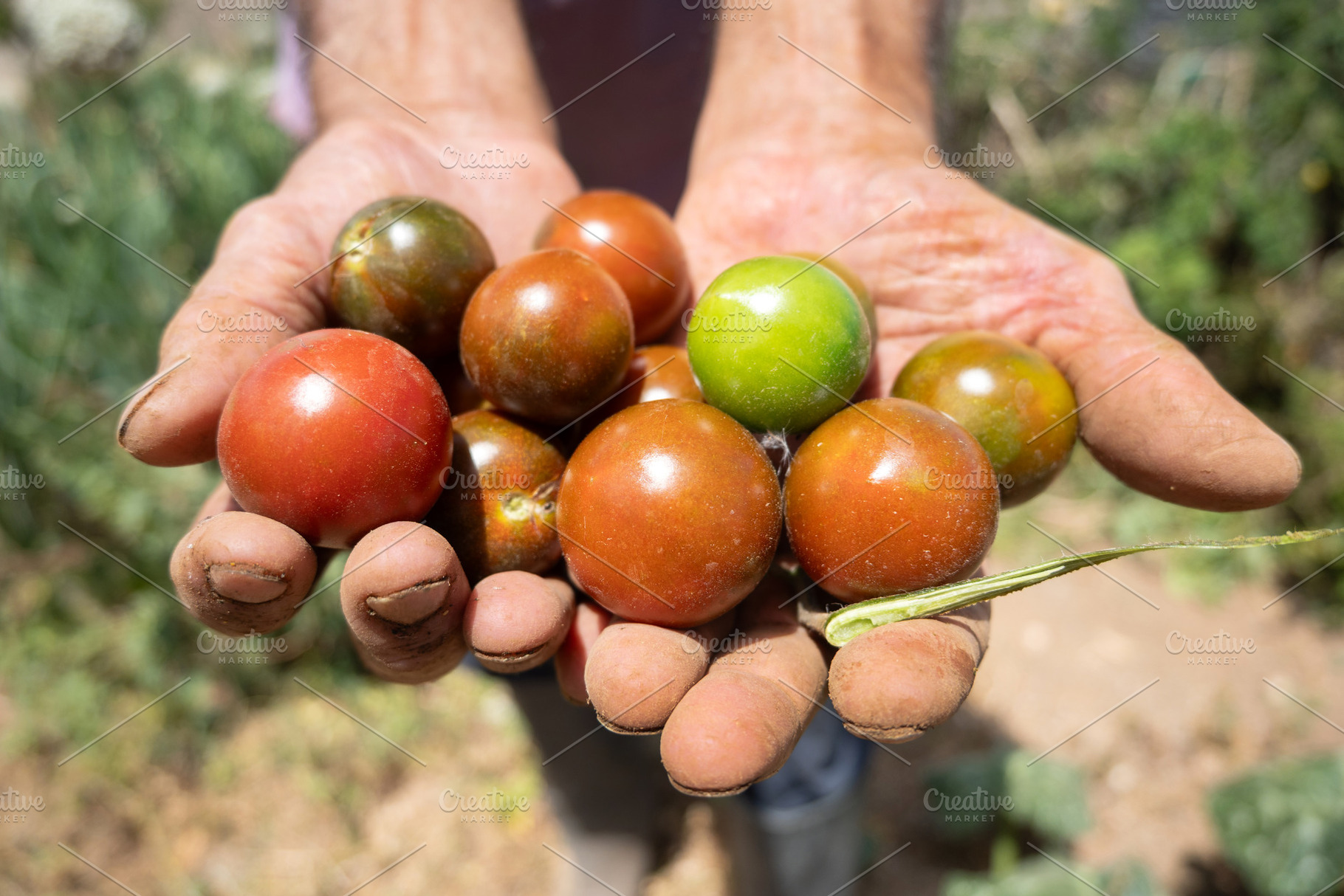 Hand holding ripe cherry tomatoes on the vine in an organic garden, a Food & Drink Photo by etorres69
