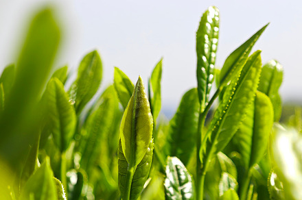 Fresh young tea leaves, symbolizing organic farming, natural ing