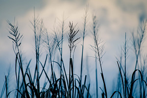 Rice field i containing harvest, rice, and harvesting