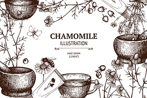 Vector Set Of Hand Drawn Camomile