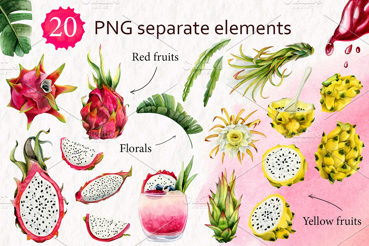 Tropical Dragon Fruit Pitaya Clipart, a Food Illustration by Elena Malgina Clipart (Photo 2 of 12)