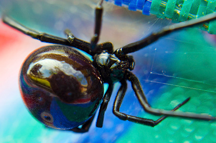 Black Widow Spider