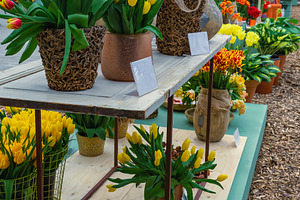 Colorful tulips in flowerpots, a Business Photo by Alpine Dreams