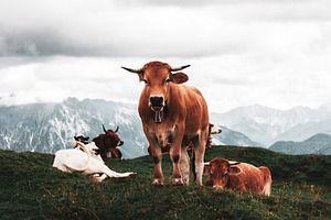 Mountain Cows