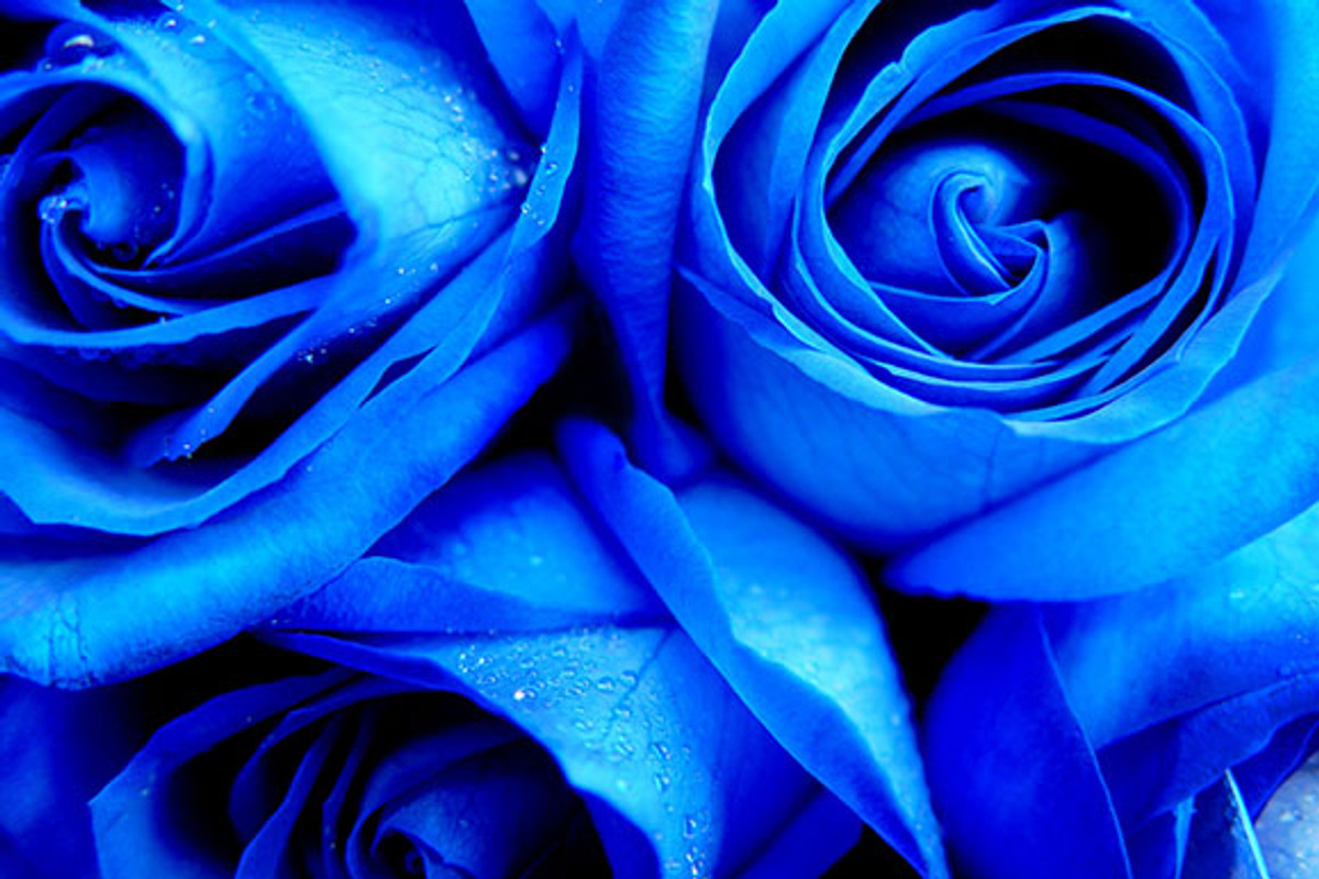 Roses Image Pack preview 2