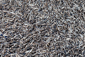 Dried fish, a Photo by saiko3p