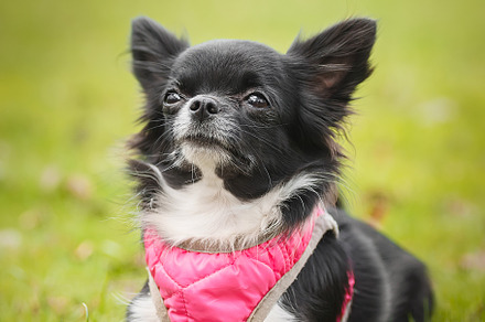 Funny little chihuahua dog plays on, an Animal Photo by AlexBush