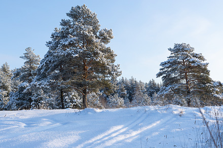Pine forest in winter sunny day stock photo containing tree and forest, a Nature Photo by oleghz