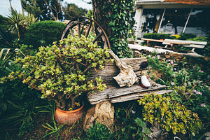 Succulent garden, driftwood decor, an Arts & Entertainment Photo by SkyNext