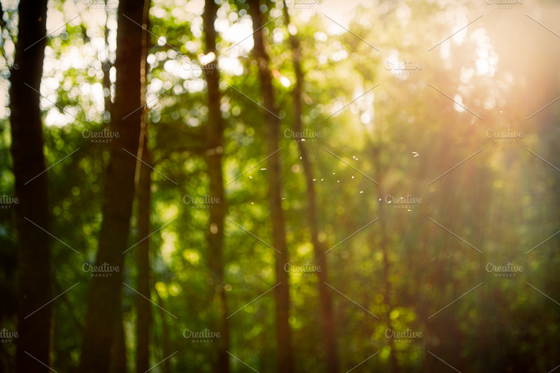 Vintage retro blurred forest landscape with leaks and bokeh featuring woods, an Abstract Photo by ArtChamomile