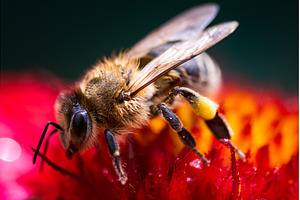 Closeup of Honey bee collecting, an Animal Photo by MadPhotos