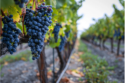 Ripe grapes hanging in vineyard, a Food & Drink Photo by Ylivdesign